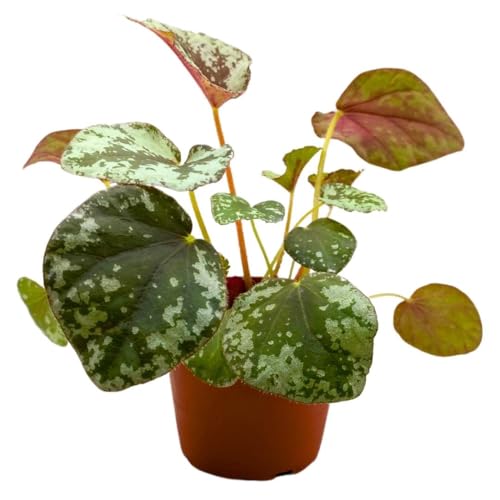 Harmony Foliage Begonia Sykakiengii Premium Rhizomatous Rare Species in a 4 inch Pot