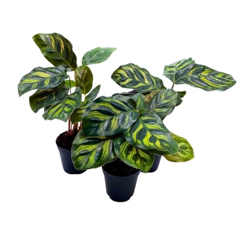 BubbleBlooms Calathea makoyana 2 inch Set of 3 Peacock Prayer Plant Tiny Mini Pixie Plants