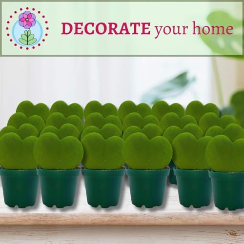 BubbleBlooms Hoya Kerrii Green Heart 24-Pack 2 inch Single Leaf No Node Sweetheart Mother's Day Valentine's Day Plant