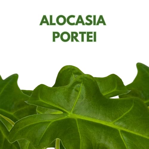 BubbleBlooms Alocasia Portei in a 2 inch Pot Tiny Minie Pixie Plant