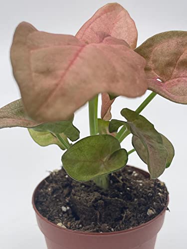 BubbleBlooms Syngonium Pink Strawberry in 2 inch Pot, Well Rooted Live Starter House Plant
