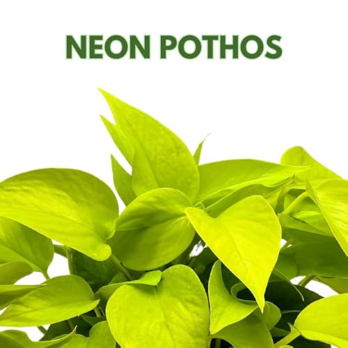 BubbleBlooms Neon Pothos 4 inch Epipremnum aureum