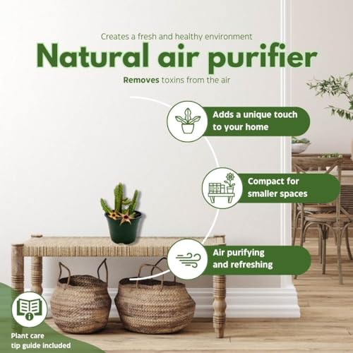 BubbleBlooms Stapelia Procumbens in a 4 inch Pot Huernia Procumbus, Starfish Cactus Orbea