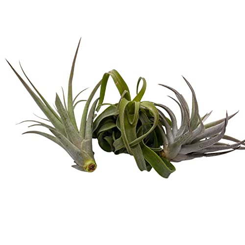 BubbleBlooms Medium Tillandisa Assorment, Set of 3 Medium-Sized Bare-Root airplants Ready to Mount and Grow