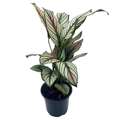 BubbleBlooms Calathea majestica, in a 4 inch Pot, Striped Pyjamas, White Star