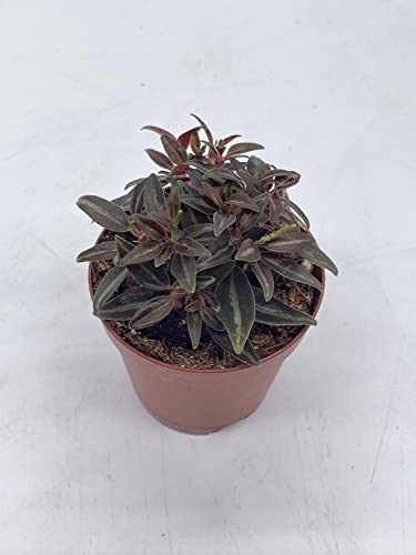 BubbleBlooms Peperomia Metallica in a 2 inch Pot Rare Pep