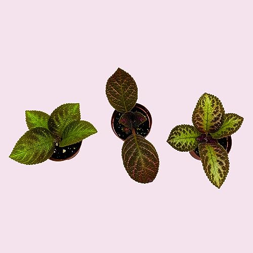 BubbleBlooms Flame Violet, Episcia Cupreata Assortment Set 2 inch pots 3 Different Velvet Plants, Tiny Mini Pixie Plant