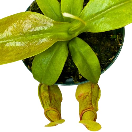 BubbleBlooms Carnivorous Plant Winged Pitcher Nepenthes Gaya in a 3 inch Pot