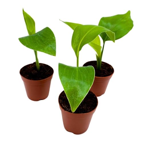 BubbleBlooms Giant White Bird of Paradise, 2 inch Set of 3, Strelitzia nicolai Tiny Mini Pixie Plants