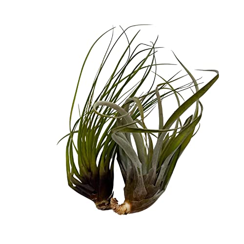 BubbleBlooms Large Tillandisa Assorment, Set of 2 Large-Sized Bare-Root airplants