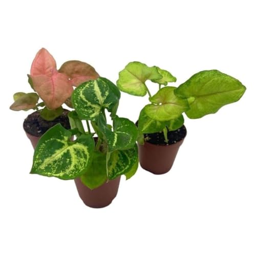 BubbleBlooms Syngonium Variety Assortment, 3 Different syngoniums in 2 inch pots