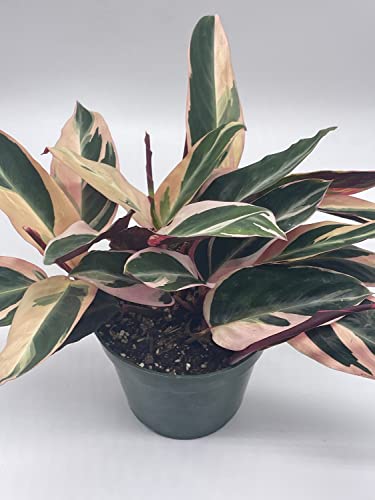 BubbleBlooms Triostar Stromanthe, 6 inch Sanguinea, Tricolor Variegated