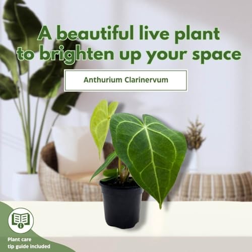 BubbleBlooms Anthurium Clarinervum Matuda 4 inch