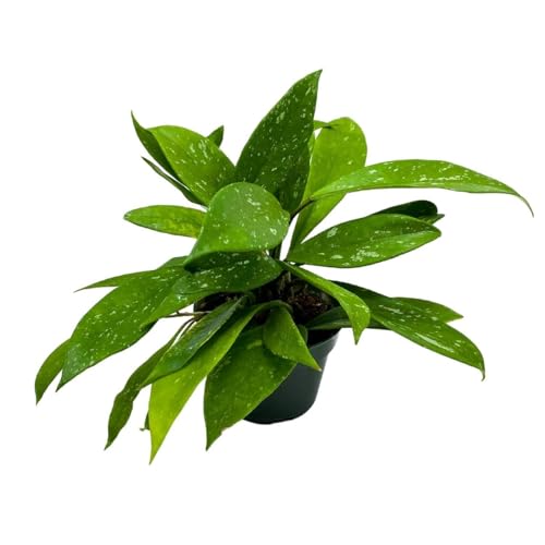 BubbleBlooms Hoya Pubicalyx in a 4 inch Pot Silver Speckled Splash