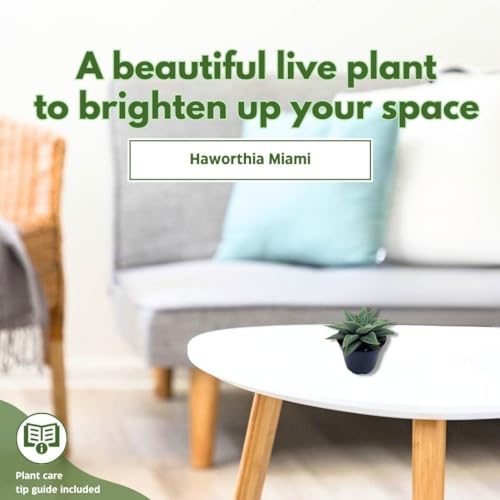 BubbleBlooms Haworthia Miami Wandera Variegated Lace Aloe Set of 3 in 2 inch pots