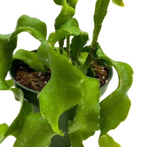 BubbleBlooms Curly Sue in 4 inch Pot Epiphyllium guatemalensis mostrouse Curly Locks Orchid Cactus with Pink Flower