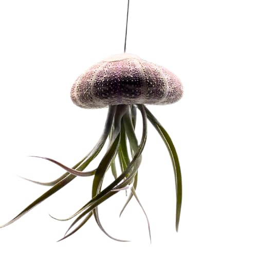 BubbleBlooms Small Tillandsia Jellyfish, Cute Hanging air Plant with Seashell