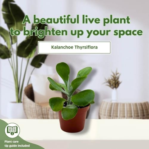 BubbleBlooms Flapjack Succulent Kalanchoe in a 3 inch Pot