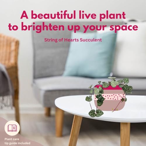 BubbleBlooms String of Hearts Ceropegia woodii in a 2 inch Pot