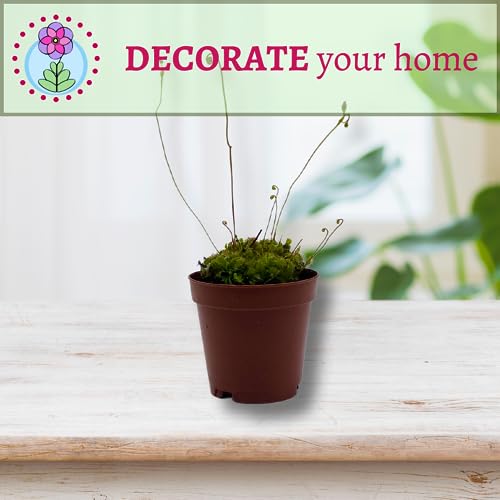 BubbleBlooms Drosera, Sundews, Rare Carnivorous Plant, in 2 inch Pot Capensis Cape