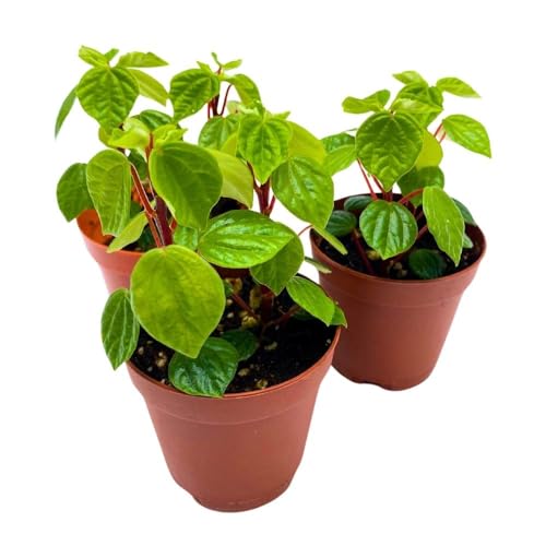 Harmony Foliage Peperomia Meridana, 2 inch Set of 3, Green Valley Pixie Pep Crazy Quilt