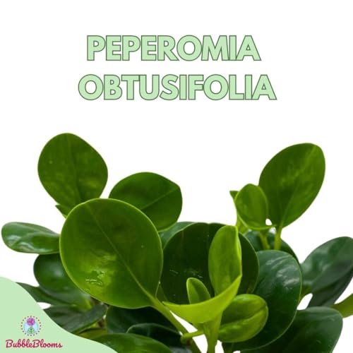 BubbleBlooms Peperomia Obtusifolia Green Marble Plant Set of 3 in 2 inch pots Rubber Spoonleaf Tiny Mini Pixie