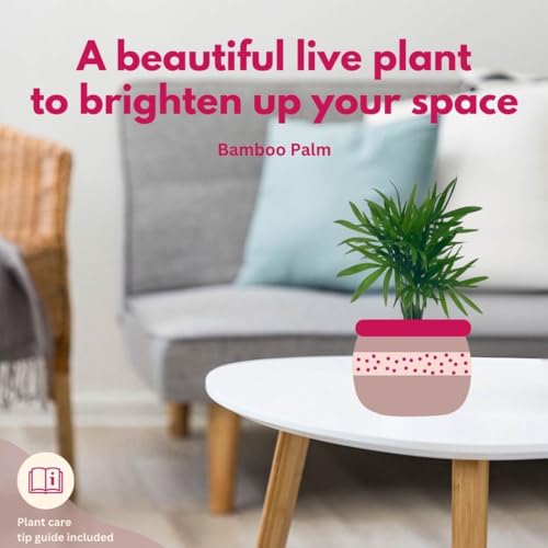 BubbleBlooms Bamboo Palm in 4 inch Pot, Chamaedorea Parlor Palm, Clustered Reed Cane Palm