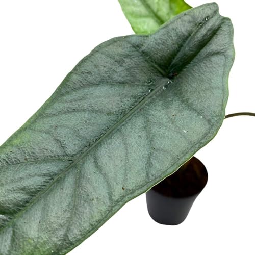 BubbleBlooms Alocasia Dragon's Breath 2 inch Rare Jewel Alocasia Alocasia Heterophylla Tiny Minix Pixie Plant