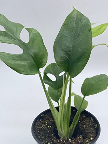 BubbleBlooms Monstera Minima in a 4 inch Pot Rhaphidophora tetrasperma Philodendron Piccolo, Mini Ginny