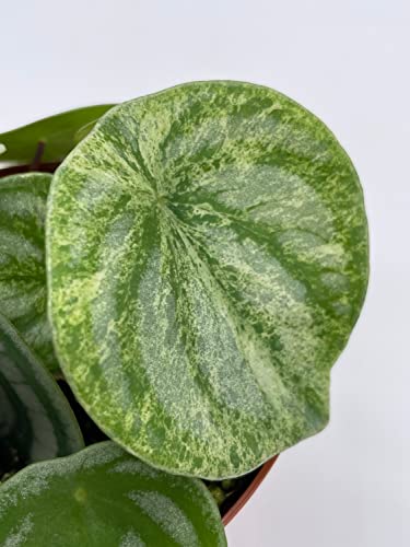 BubbleBlooms Harmony's Gold dust Variegated Watermelon Peperomia in a 4 inch Pot