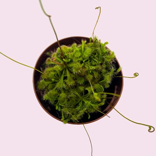 BubbleBlooms Drosera, Sundews, Rare Carnivorous Plant, in 2 inch Pot Capensis Cape