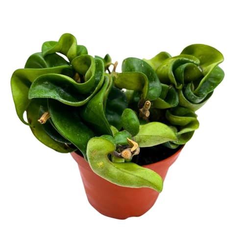 BubbleBlooms Hoya Hindu Rope, 4 inch Carnosa Compacta Krinkle Kurl Curly Wax Plant