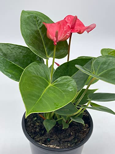 BubbleBlooms Anthurium Pink Flamingo Lily in 4 inch Pot