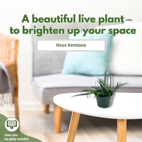 BubbleBlooms Hoya Kentiana in a 4 inch Pot
