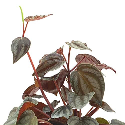 BubbleBlooms Harmony's Peperomia Turboensis in a 4 inch Pot Rare Dark Pep,