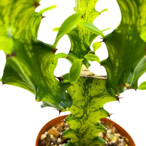 BubbleBlooms Tricolor Variegated Euphorbia Trigona, 2.5 inch, Green & White African Milk Tree