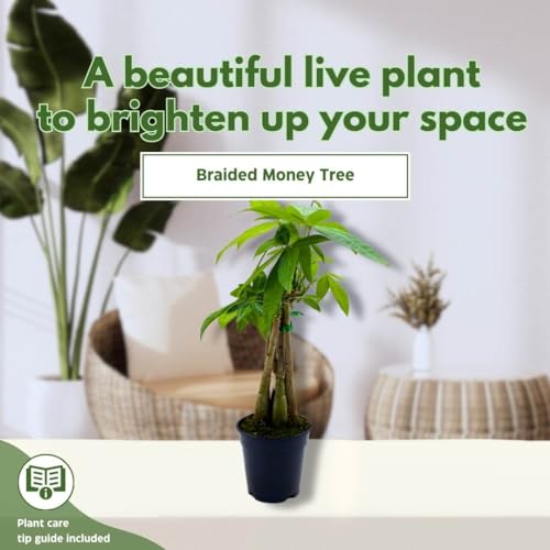 BubbleBlooms Braided Money Tree Pachira aquatica in a 4 inch Pot Water Chestnut Plant