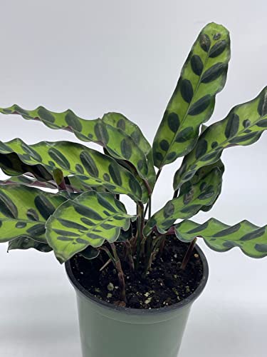 Calathea Lancifolia, Rattlesnake, Prayer Plant, Rattle Snake, 4 inch Pot