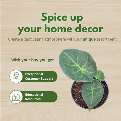 BubbleBlooms Alocasia Assortment Set, 2 inch pots, 4 Different Alocasias Frydek, Black Velvet, Silver Dragon, Maharani, Regal Shield, Bambino