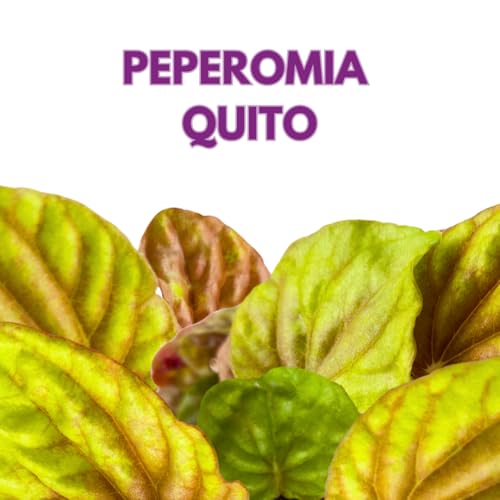 Harmony Foliage Peperomia Quito 4 inch Bright Orange Pep