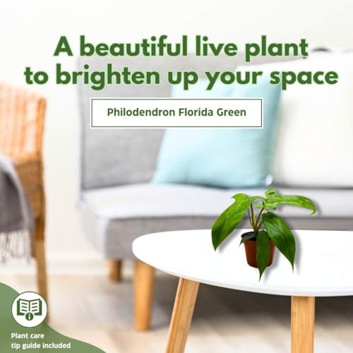 BubbleBlooms Philo Florida Green, 4 inch Philodendron Pedatum