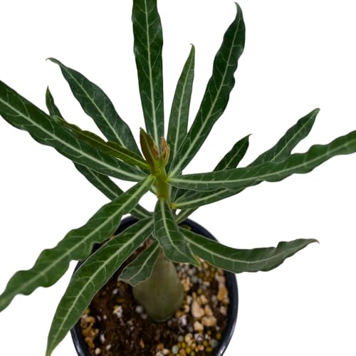 BubbleBlooms Desert Rose Perfume in a 4 inch Pot Extremely Rare Flower