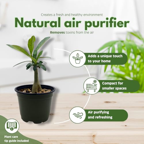 BubbleBlooms Desert Rose Genoa in a 4 inch Pot Extremely Rare Flower