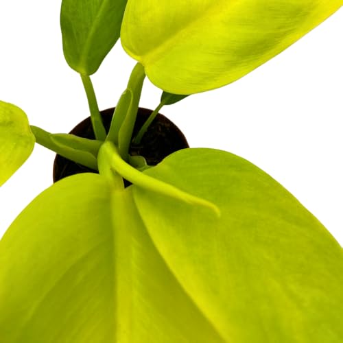 BubbleBlooms Philodendron Golden Imperial in a 2 inch Pot Tiny Minie Pixie Plant