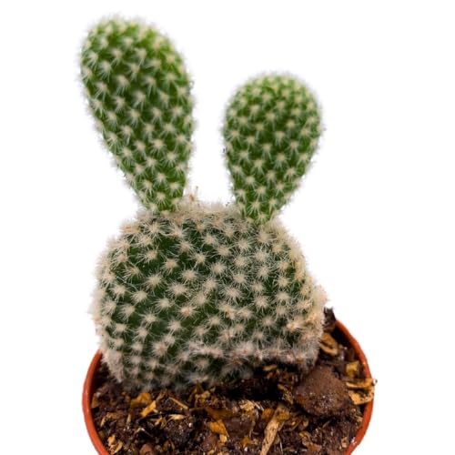 BubbleBlooms Opuntia Microdasys Assortment, 2 inch Set of 3 Bunny Ears Cactus