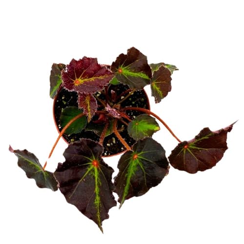 Harmony Foliage Begonia Boyfriend, 4 inch Rhizomatous Rhizo Dark Purple Green Streaks Red Dot