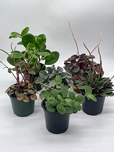 BubbleBlooms Peperomia Assortment Set, 6 Different peperomias in 4 inch pots Grower's Choice May Include Watermelon, Marble, Ripple, Rosso