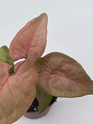 BubbleBlooms Syngonium Pink Strawberry in 2 inch Pot, Well Rooted Live Starter House Plant