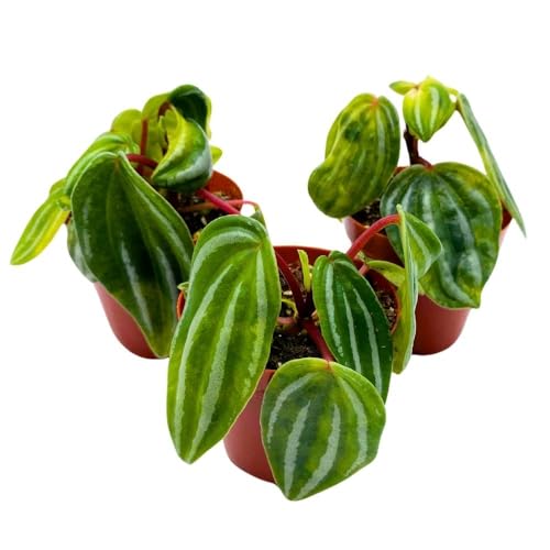 Harmony Foliage Peperomia Mini Watermelon, 2 inch Set of 3, verschaffeltii Unique Rare Pep