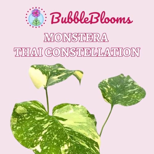 BubbleBlooms Monstera Thai Constellation in a 4 inch Pot Variegated Deliciosa Rare Swiss Cheese Plant